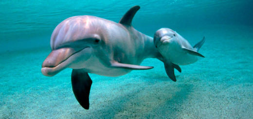 Sharks-vs-Dolphins